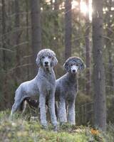 2 storpudlar, silvergråa