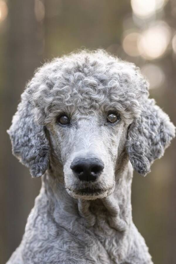 Hund - 2 storpudlar, silvergråa