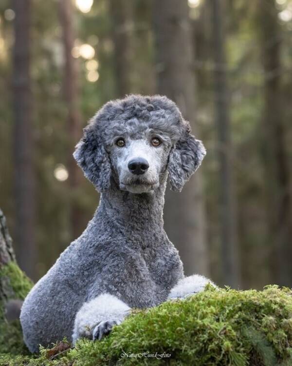 Hund - 2 storpudlar, silvergråa