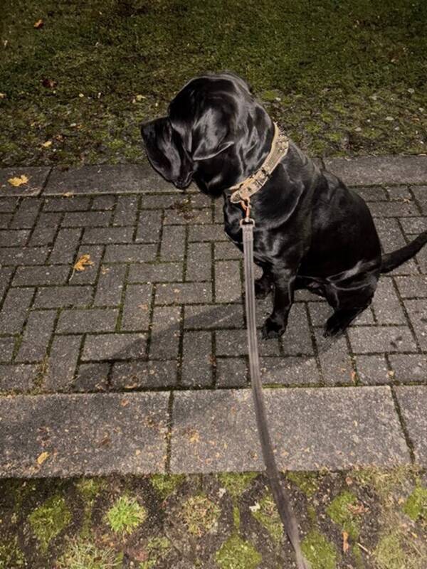 Hund - Cane Corso 
