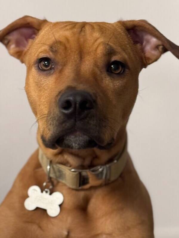 Hund - Amstaff Blandras 