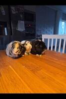 Marsvinen Petra, Knatte och Oreo