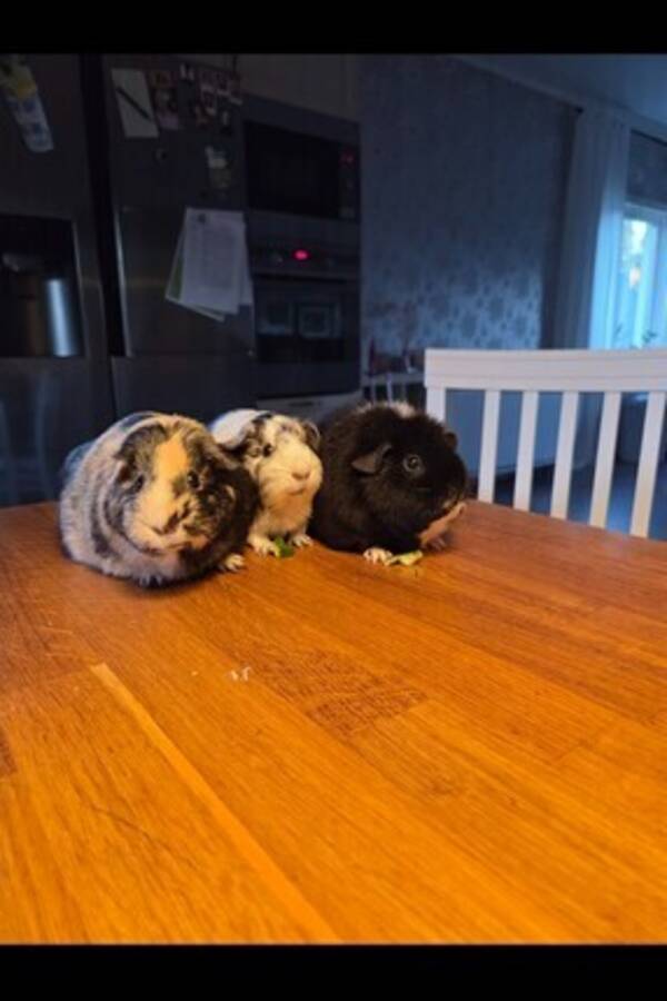 Övrigt - Marsvinen Petra, Knatte och Oreo