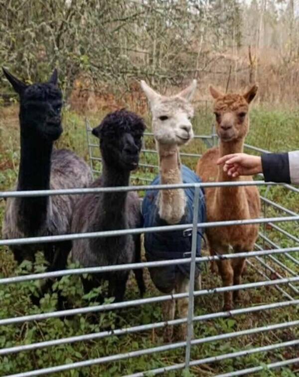 Övrigt - Alpackor