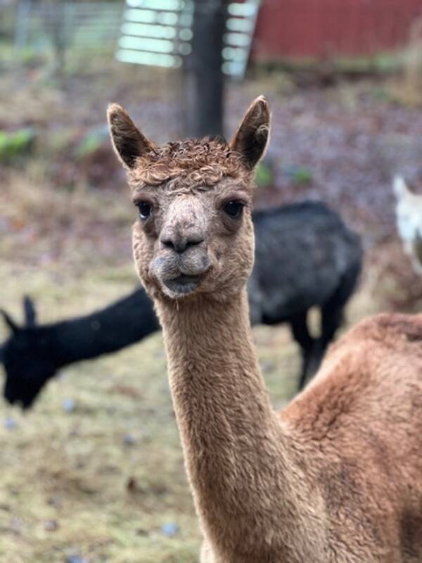 Övrigt - Alpackor