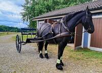 Frieserhäst Adriana