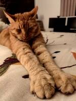 Röd stor katt Angus