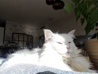 Vit katt Main Coon Iris