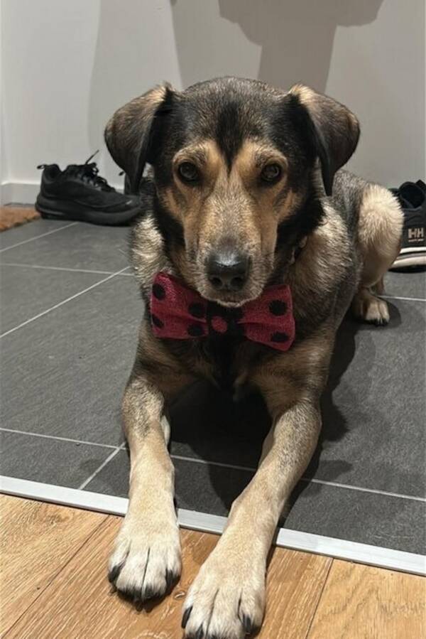 Hund - Hunden Mackenzie