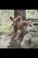 Engelsk Cocker spaniel