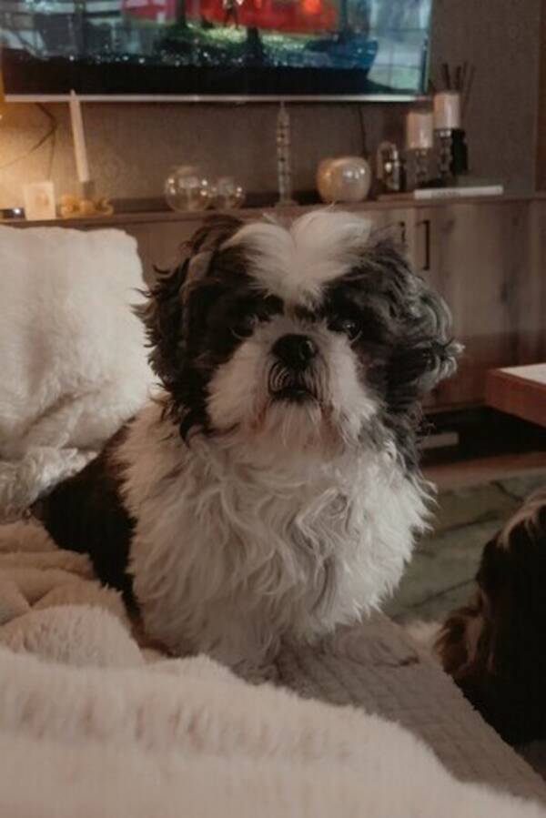 Hund - Shih tzu opus