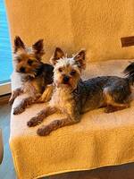 Yorkshireterrier