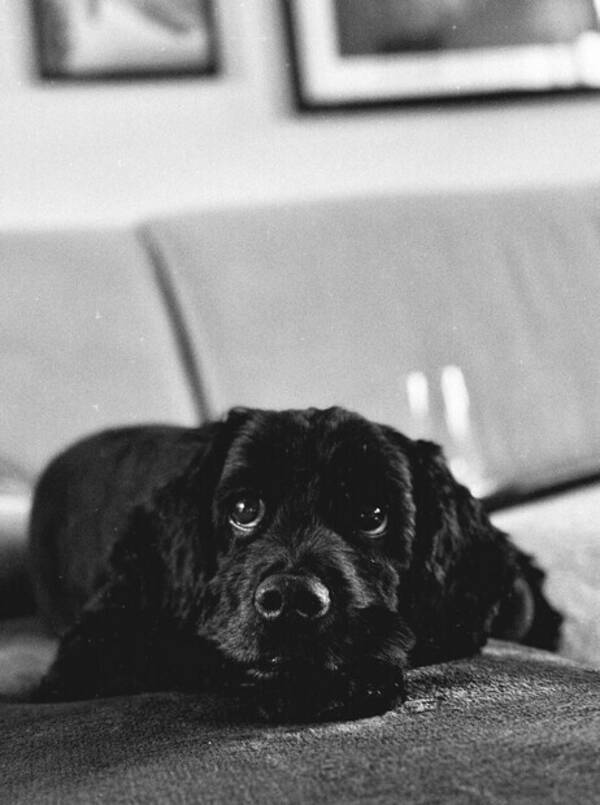 Hund - cockerpoo Enzo