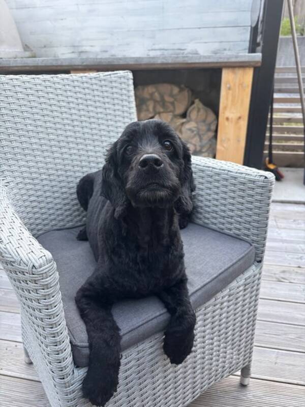 Hund - cockerpoo Enzo