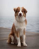 Ziggy - mycket erfarenhet