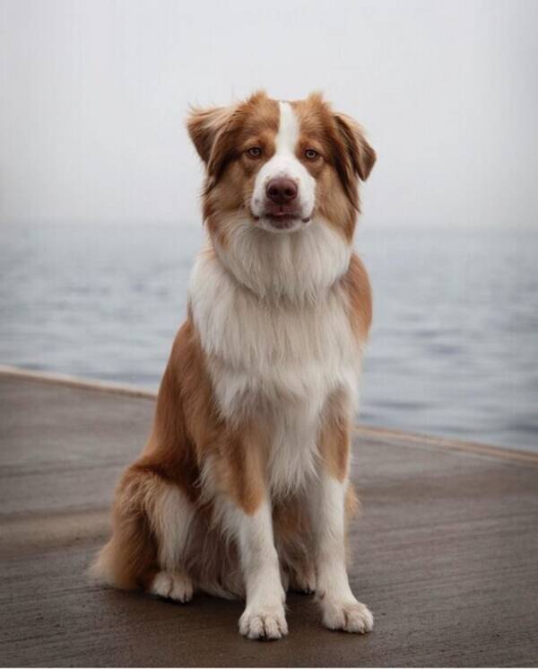 Hund - Ziggy - mycket erfarenhet