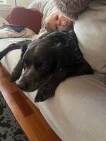 Snäll Jakthund. Bolt