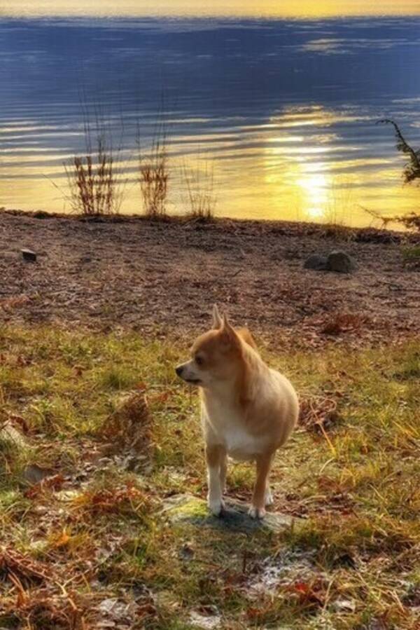 Hund - Chihuahuan Mason