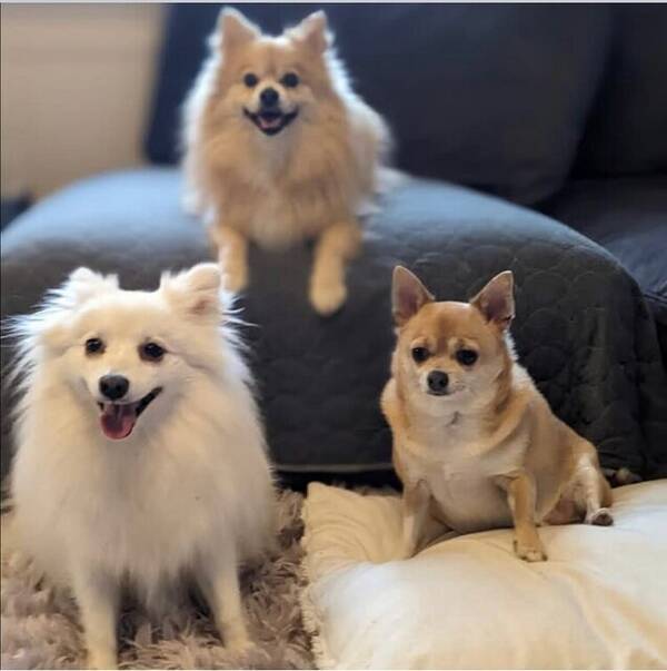 Hund - Chihuahuan Mason