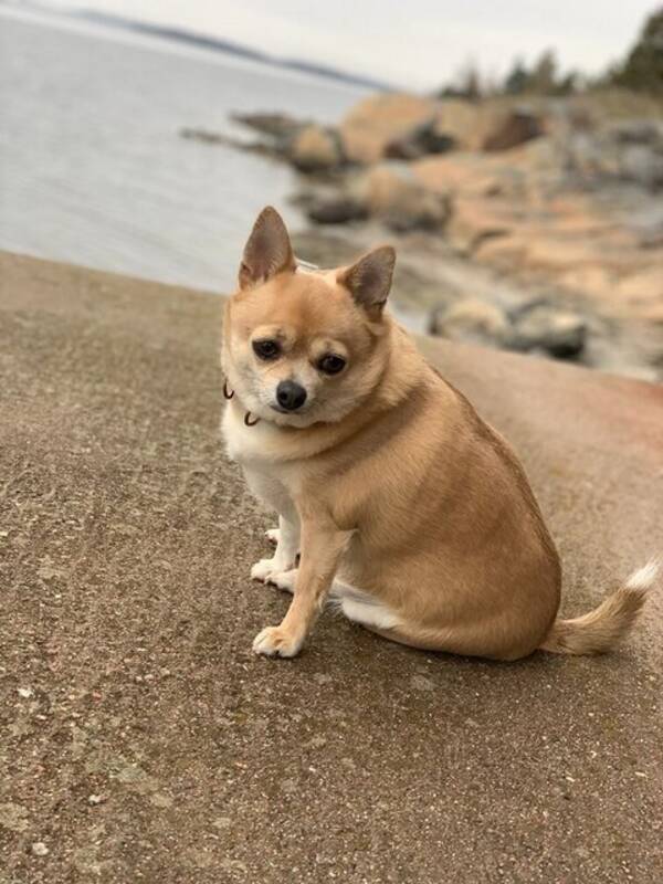 Hund - Chihuahuan Mason