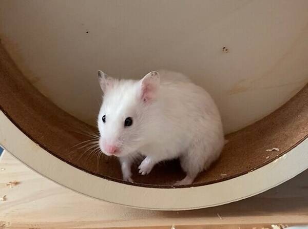 Övrigt - Guldhamstern Winnie