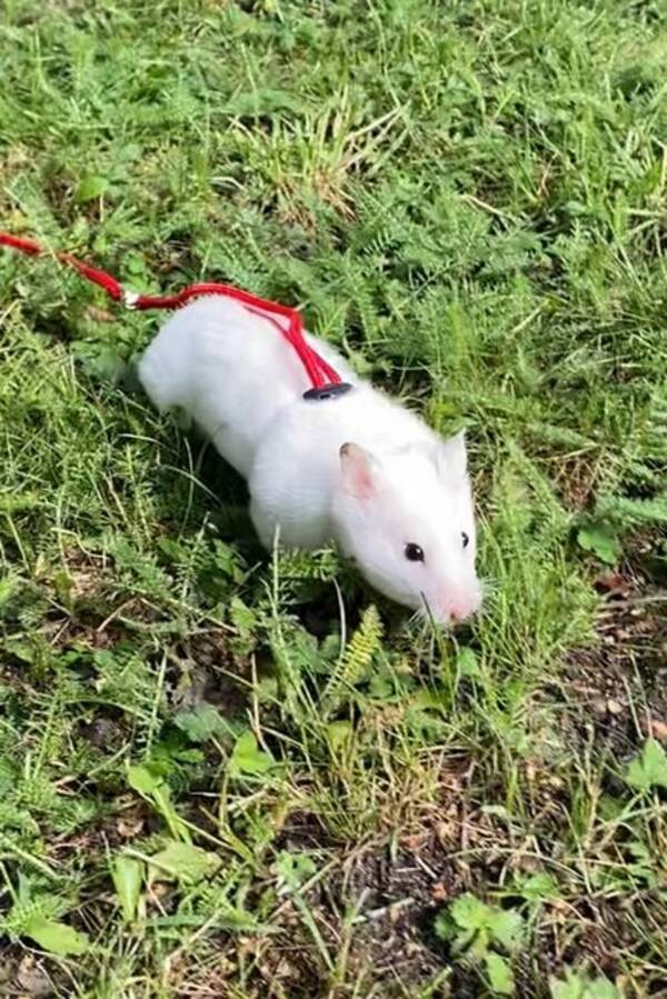 Övrigt - Guldhamstern Winnie