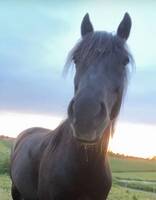 Hästen krossen Qlurina och Elsa 