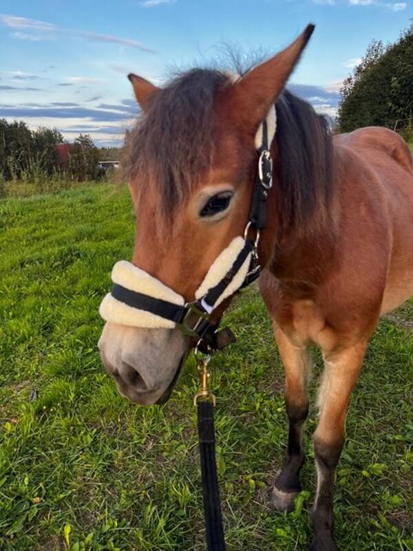 Övrigt - Hästen krossen Qlurina och Elsa 