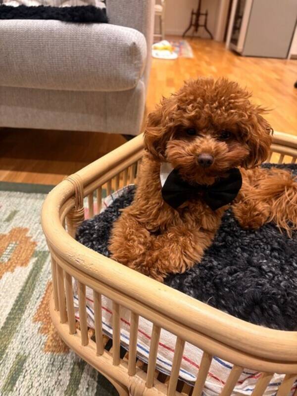 Hund - Toypudel Orso