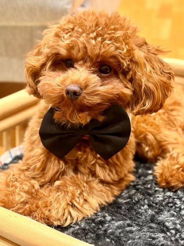 Hund - Toypudel Orso