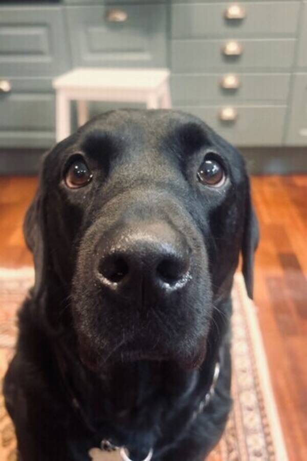 Hund - Labradoren Billie