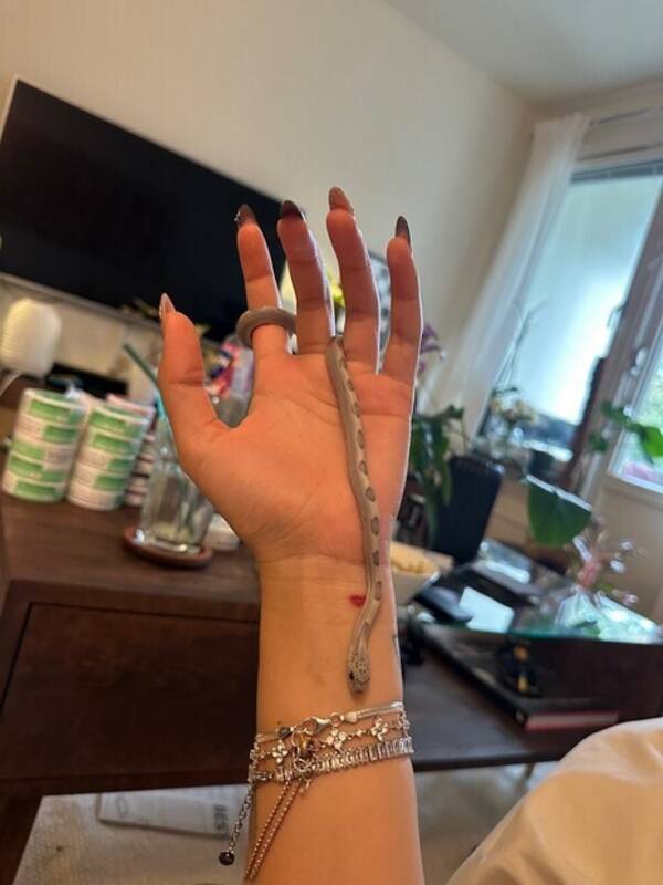 Övrigt - Majsorm nessa