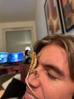 Ögonfransgeckon sally