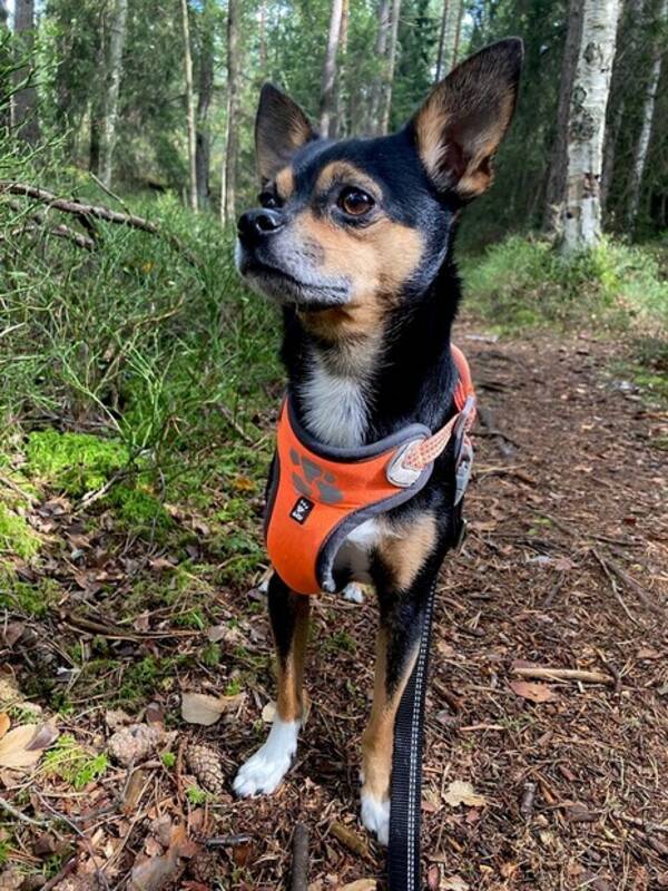 Hund - Chion / Chihuahua Papillon Mix