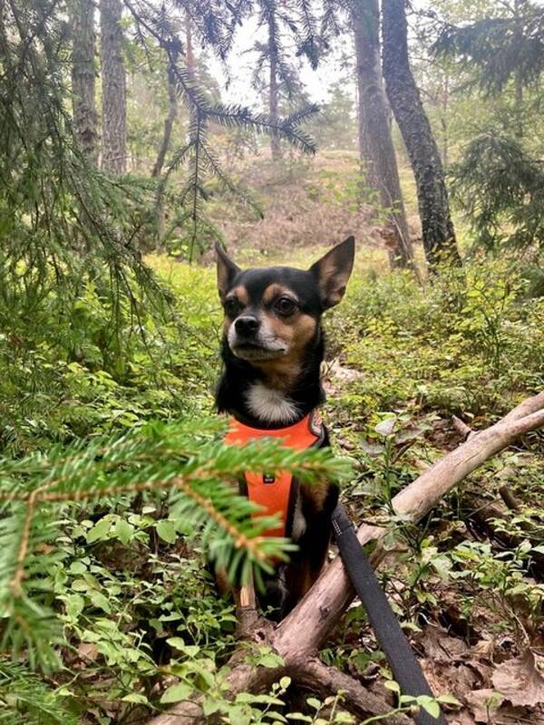 Hund - Chion / Chihuahua Papillon Mix