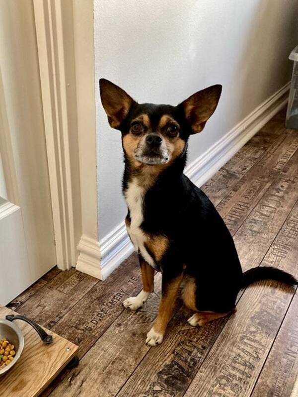 Hund - Chion / Chihuahua Papillon Mix