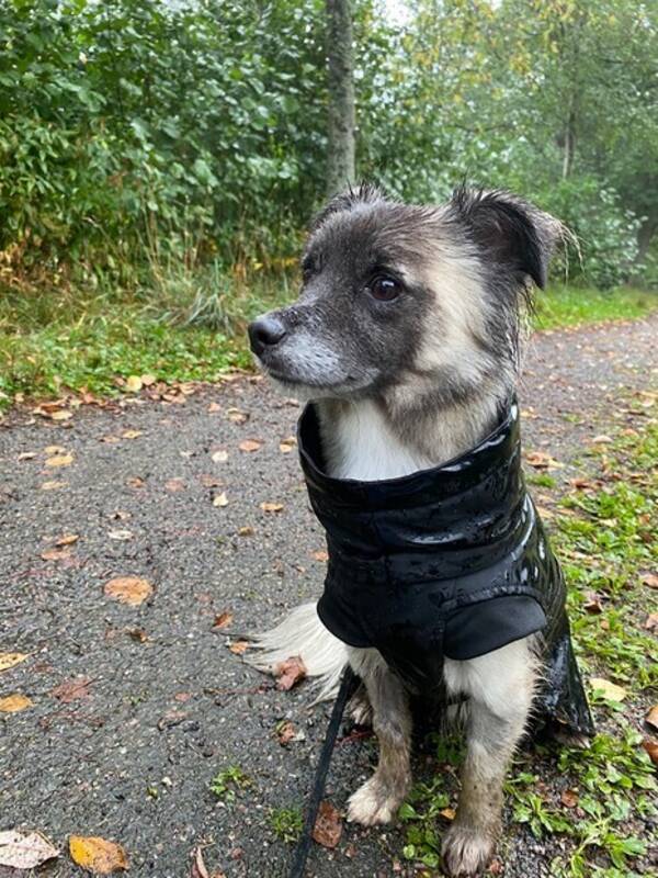 Hund - Hunden Dalton