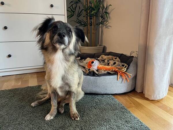 Hund - Hunden Dalton