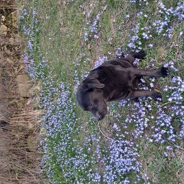 Hund