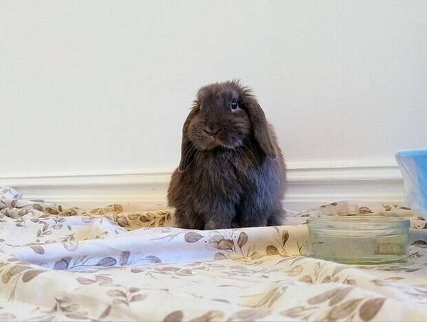 Övrigt - Dvärgkanin 