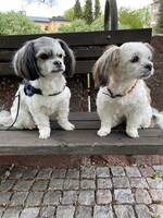 Hunden Nisse (till vänster)