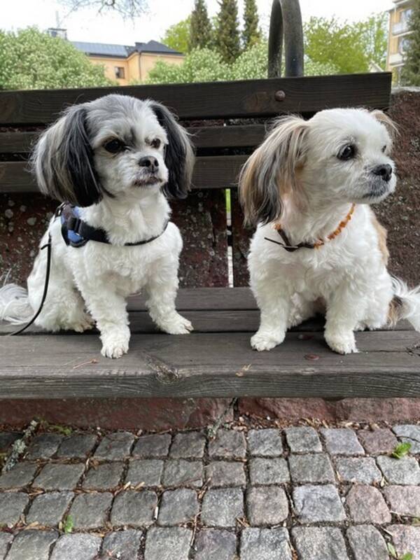 Hund - Hunden Nisse (till vänster)