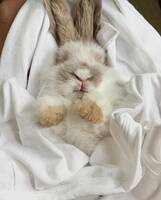 Dvergvedder kaninen Teddy