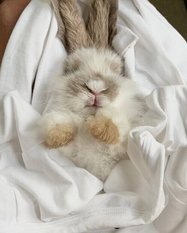 Annet - Dvergvedder kaninen Teddy