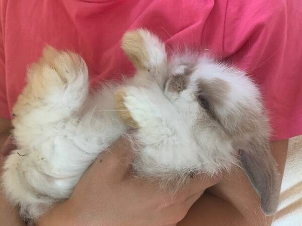 Annet - Dvergvedder kaninen Teddy