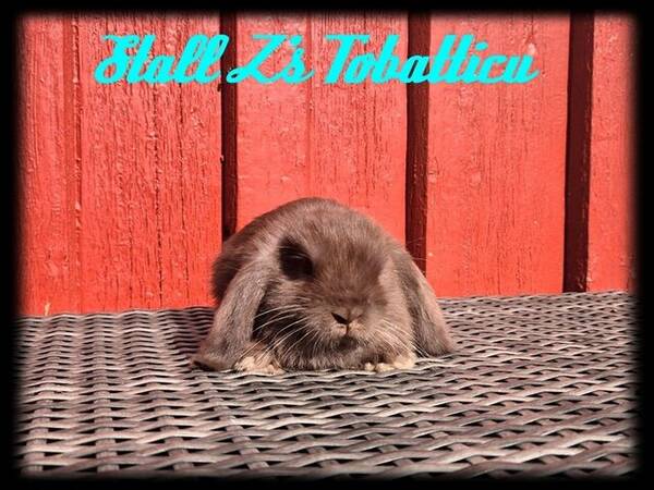 Annet - Dvergvedder kaninen Teddy