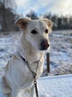 Bibi, gatuhund från Kreta