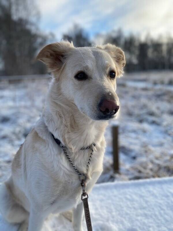 Hund - Bibi, gatuhund från Kreta