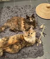 Norska skogskatterna Luna och Karamell