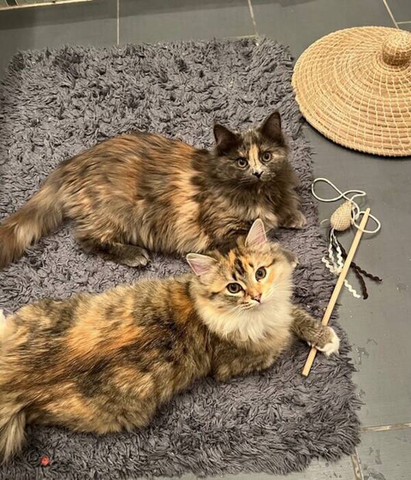 Katt - Norska skogskatterna Luna och Karamell